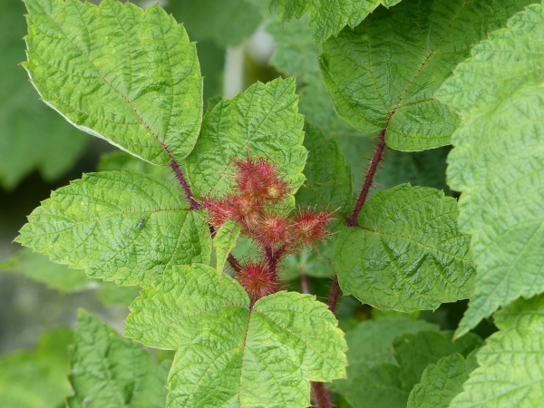 Japanische Weinbeere Fruchtbildung